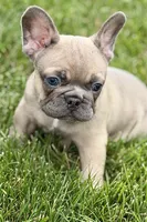 Usher, a male French Bulldog for sale in Sturgis, MI – 6 of 9