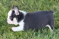 Chandler , a male French Bulldog for sale in Sturgis, MI – 4 of 10