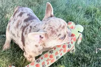 Kara, a female French Bulldog for sale in Sturgis, MI – 8 of 10