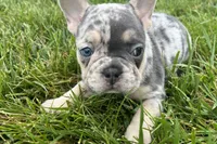 Ethel, a female French Bulldog for sale in Sturgis, MI – 7 of 9