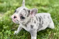 Gwen, a female French Bulldog for sale in Sturgis, MI – 6 of 10
