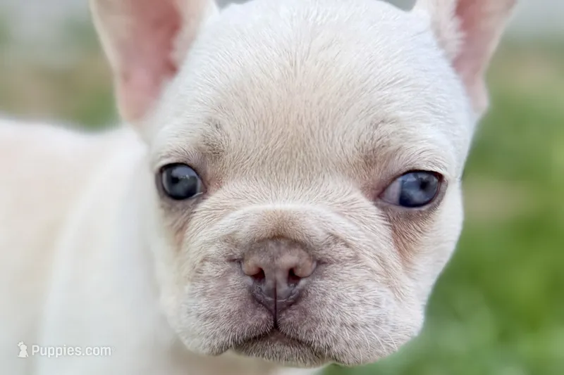 Stella – French Bulldog puppy for sale in Sturgis, MI