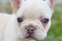Stella, a female French Bulldog for sale in Sturgis, MI – 1 of 10