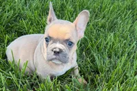 Peanut, a male French Bulldog for sale in Sturgis, MI – 5 of 10