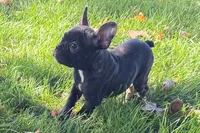 Vinny, a male Frenchton for sale in Sturgis, MI – 8 of 10