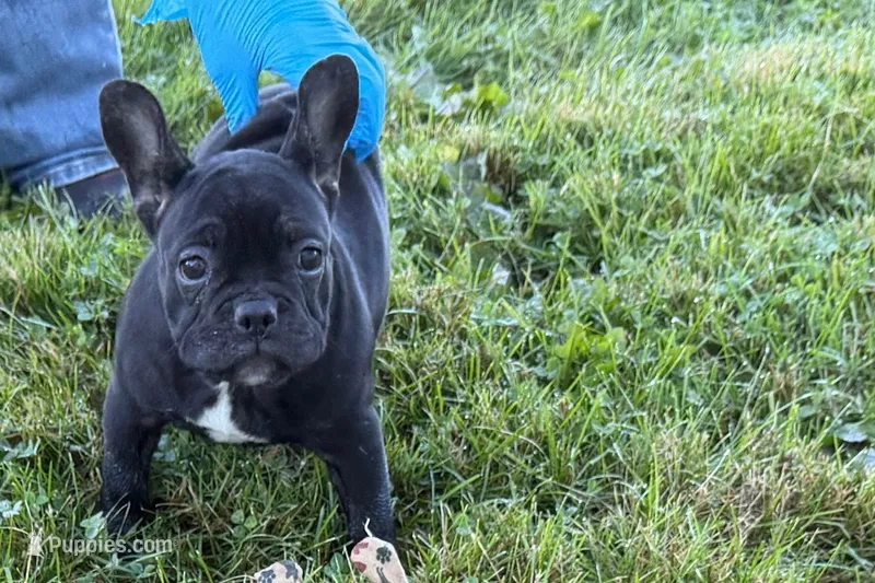 Paula  – French Bulldog puppy for sale in Sturgis, MI