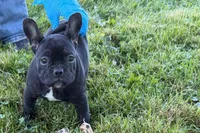 Paula , a female French Bulldog for sale in Sturgis, MI – 1 of 10