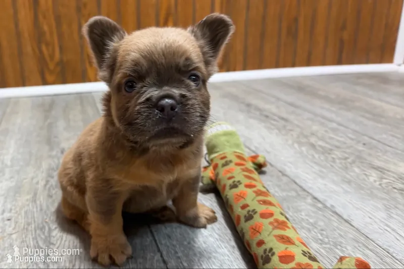 Ruby – French Bulldog puppy for sale in Sturgis, MI