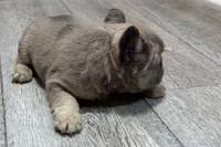 Ruthie, a female French Bulldog for sale in Sturgis, MI – 4 of 9