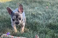 Kirby, a male French Bulldog for sale in Sturgis, MI – 4 of 10