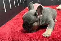Xander, a male French Bulldog for sale in Sturgis, MI – 3 of 10