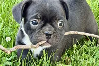 Queenie, a female Frenchton for sale in Sturgis, MI – 9 of 9