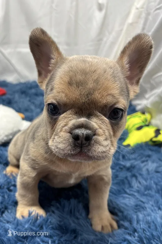 Gigi – French Bulldog puppy for sale in Sturgis, MI