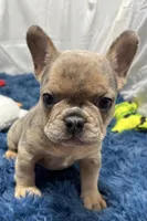 Gigi, a female French Bulldog for sale in Sturgis, MI – Photo 1 of 8