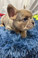 Gigi, a female French Bulldog for sale in Sturgis, MI – Photo 8 of 8