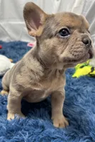 Gigi, a female French Bulldog for sale in Sturgis, MI – Photo 5 of 8