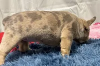 Gigi, a female French Bulldog for sale in Sturgis, MI – Photo 2 of 8