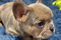 Gigi, a female French Bulldog for sale in Sturgis, MI – Photo 3 of 8