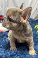 Gigi, a female French Bulldog for sale in Sturgis, MI – Photo 7 of 8