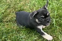 Grumpy, a male French Bulldog for sale in Sturgis, MI – 7 of 9