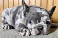 Axel, a male Boston Terrier and French Bulldog for sale in Sturgis, MI – Photo 5 of 10