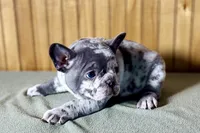 Axel, a male Boston Terrier and French Bulldog for sale in Sturgis, MI – Photo 4 of 10