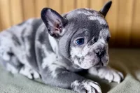 Axel, a male Boston Terrier and French Bulldog for sale in Sturgis, MI – Photo 2 of 10