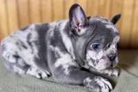 Axel, a male Boston Terrier and French Bulldog for sale in Sturgis, MI – Photo 7 of 10