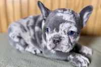 Axel, a male Boston Terrier and French Bulldog for sale in Sturgis, MI – Photo 6 of 10