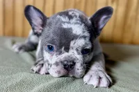 Axel, a male Boston Terrier and French Bulldog for sale in Sturgis, MI – Photo 8 of 10