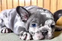 Axel, a male Boston Terrier and French Bulldog for sale in Sturgis, MI – Photo 3 of 10