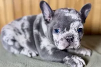 Axel, a male Boston Terrier and French Bulldog for sale in Sturgis, MI – Photo 1 of 10