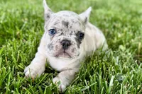Gizmo, a male French Bulldog for sale in Sturgis, MI – 7 of 10
