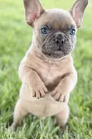 Blu, a male French Bulldog for sale in Sturgis, MI – 4 of 10