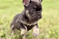 Mia, a female French Bulldog for sale in Sturgis, MI – 4 of 9