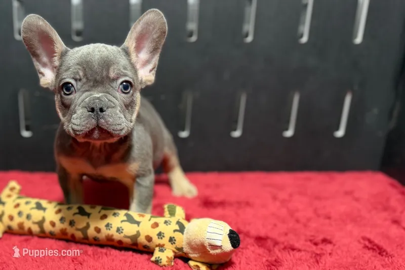 Ronnie – French Bulldog puppy for sale in Sturgis, MI