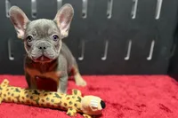 Ronnie, a male French Bulldog for sale in Sturgis, MI – 1 of 7
