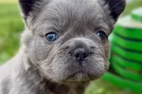 Star, a female French Bulldog for sale in Sturgis, MI – 6 of 9