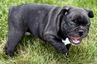 Remy , a male Frenchton for sale in Sturgis, MI – 6 of 10