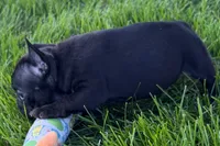 Paula , a female French Bulldog for sale in Sturgis, MI – 4 of 9