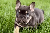 Daisy, a female French Bulldog for sale in Sturgis, MI – 4 of 10