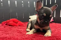 Zebra, a female French Bulldog for sale in Sturgis, MI – 1 of 9