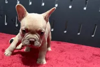 Leo, a  French Bulldog for sale in Sturgis, MI – 3 of 10