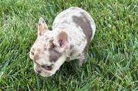 Kara, a female French Bulldog for sale in Sturgis, MI – 4 of 10
