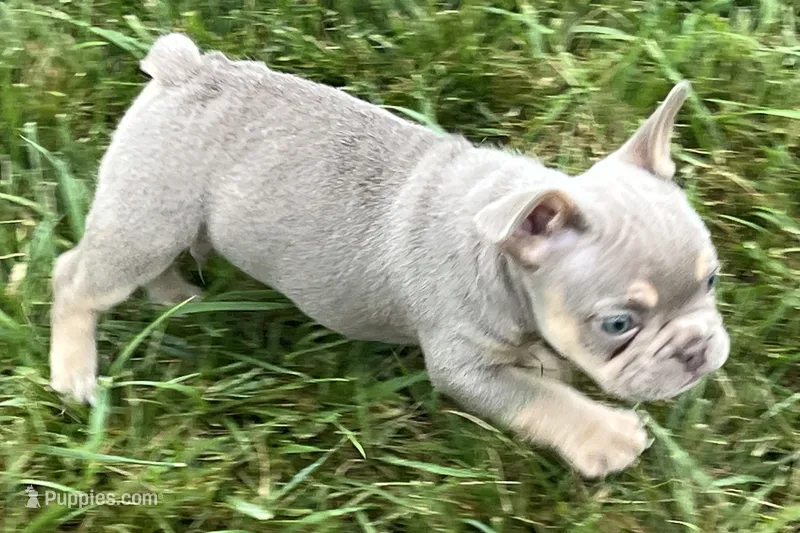 Eddie – French Bulldog puppy for sale in Sturgis, MI