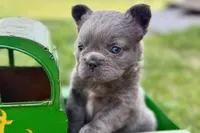 Star, a female French Bulldog for sale in Sturgis, MI – 4 of 9
