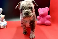 Sambo, a male French Bulldog for sale in Sturgis, MI – Photo 4 of 8