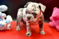 Sambo, a male French Bulldog for sale in Sturgis, MI – Photo 5 of 8