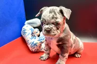 Sambo, a male French Bulldog for sale in Sturgis, MI – Photo 7 of 8