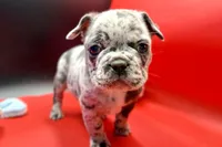 Sambo, a male French Bulldog for sale in Sturgis, MI – Photo 8 of 8